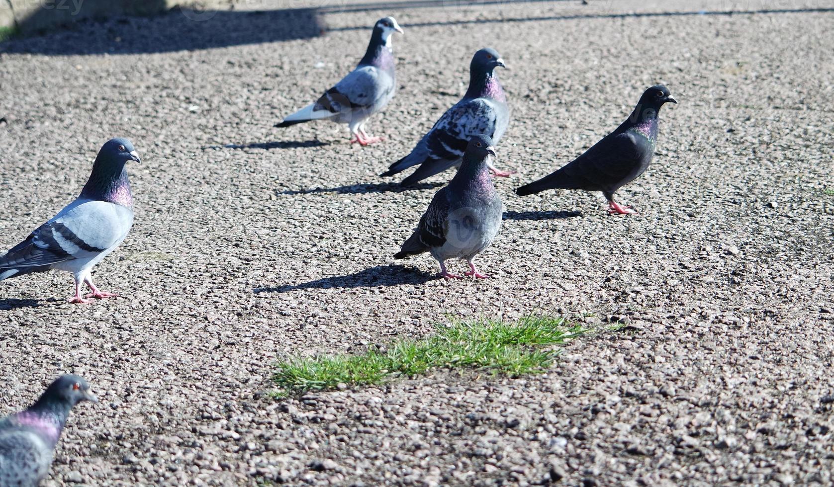 Cute Pigeon in the Local Public Park of Luton Town of England UK photo
