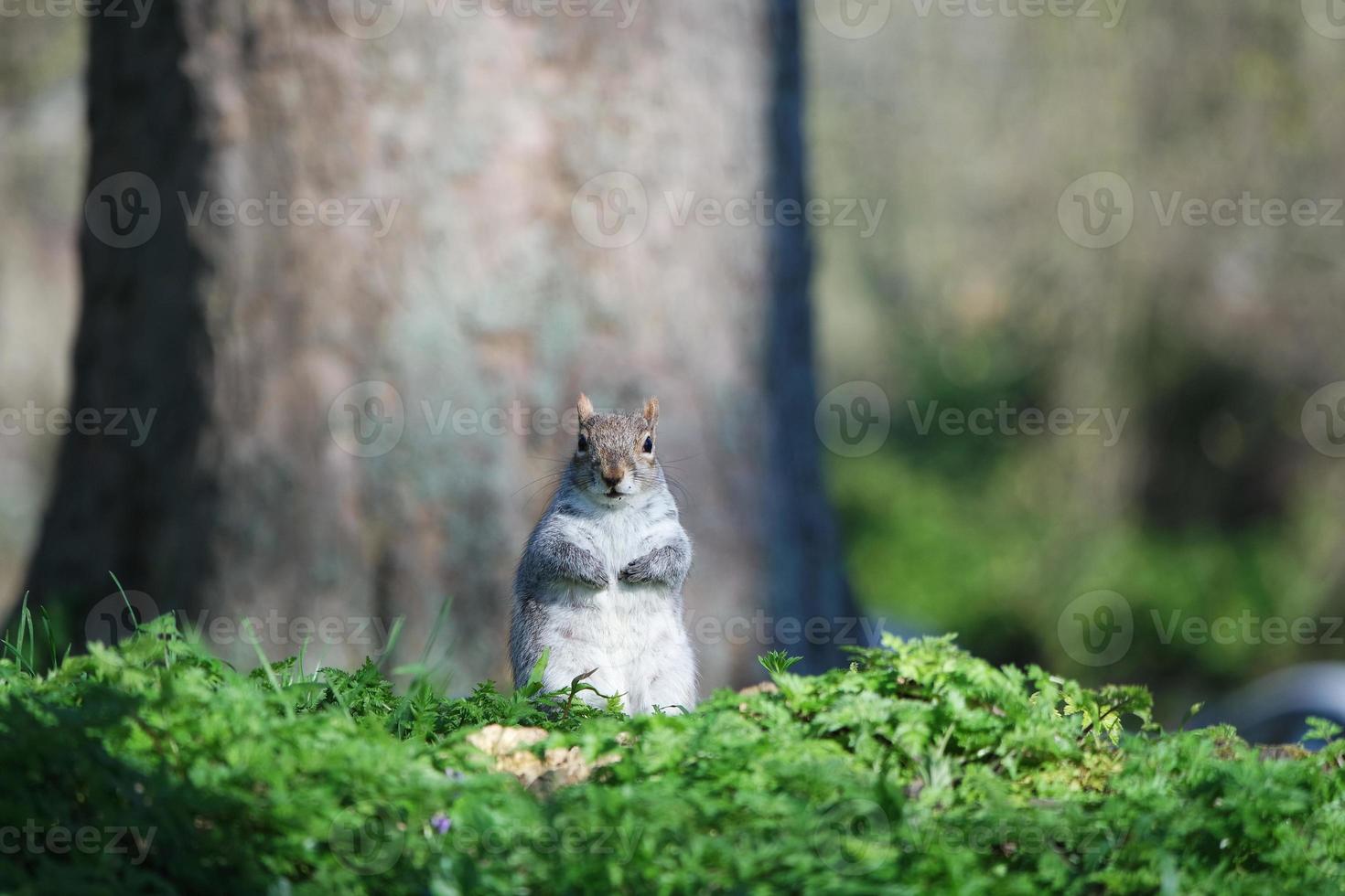 Cute Squirrel Seeking for Food in the Park photo