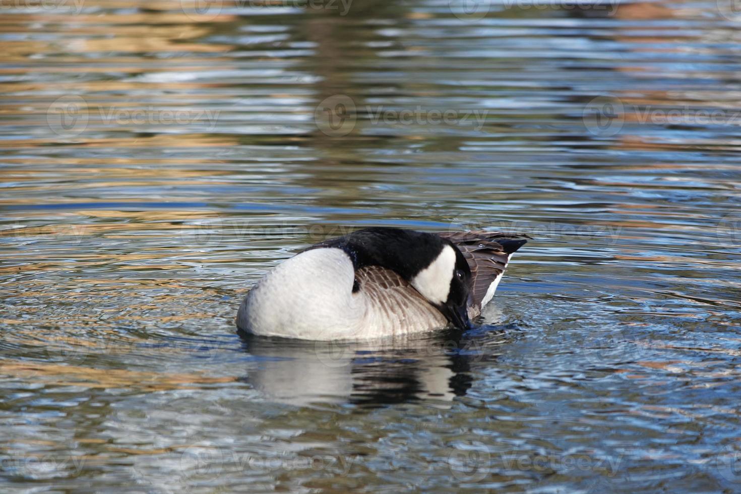 Cute Water Birds at The Lake of Public Park of Luton England UK photo