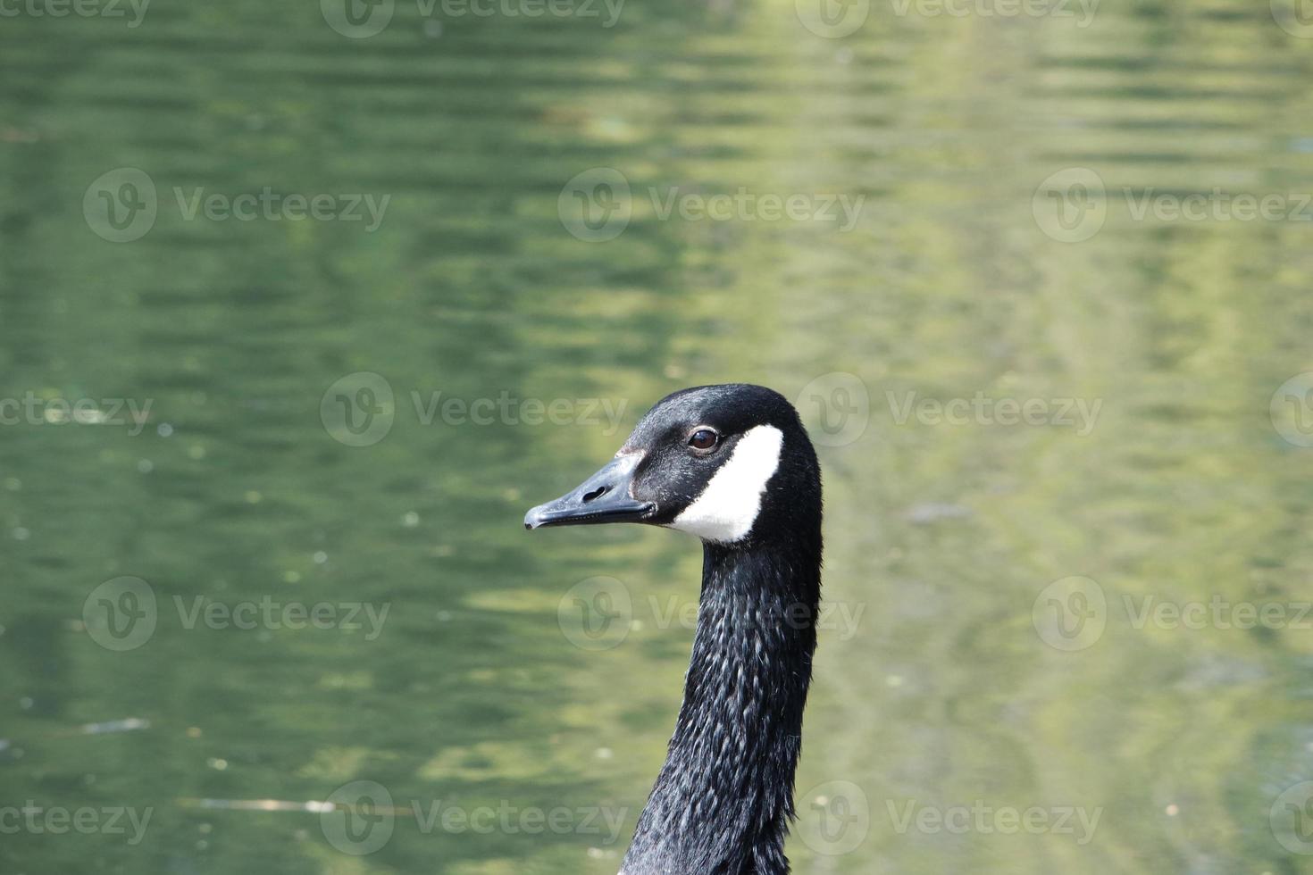 Cute Water Birds at The Lake of Public Park of Luton England UK photo