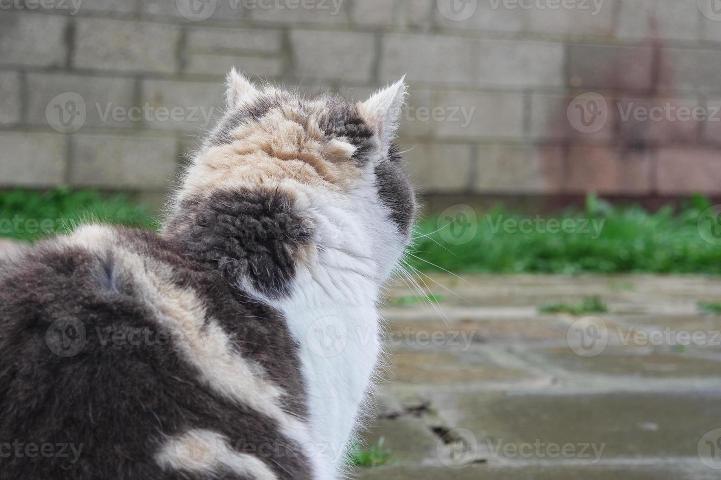 Cute cat is posing at home's garden photo