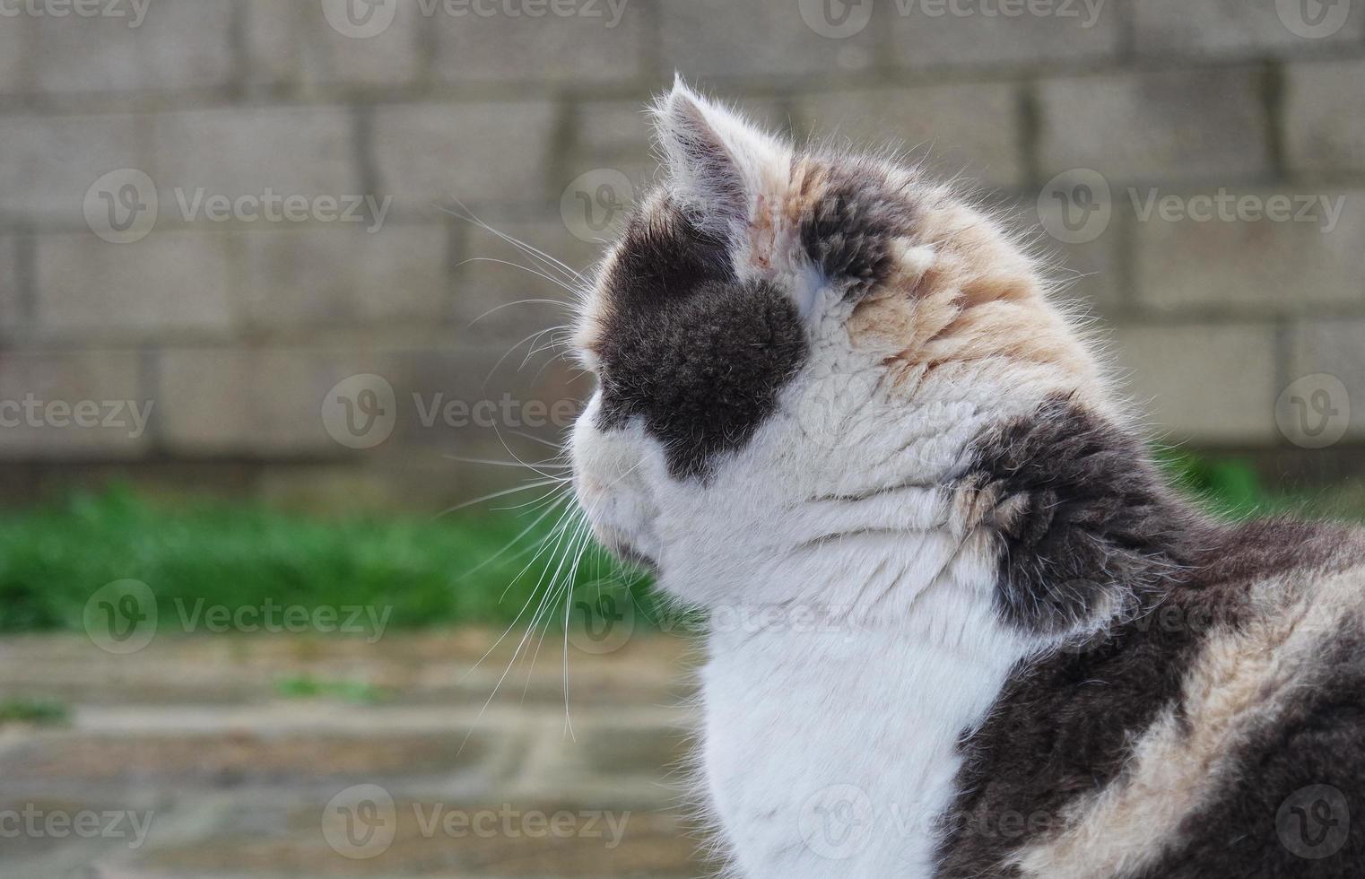 Cute cat is posing at home's garden photo