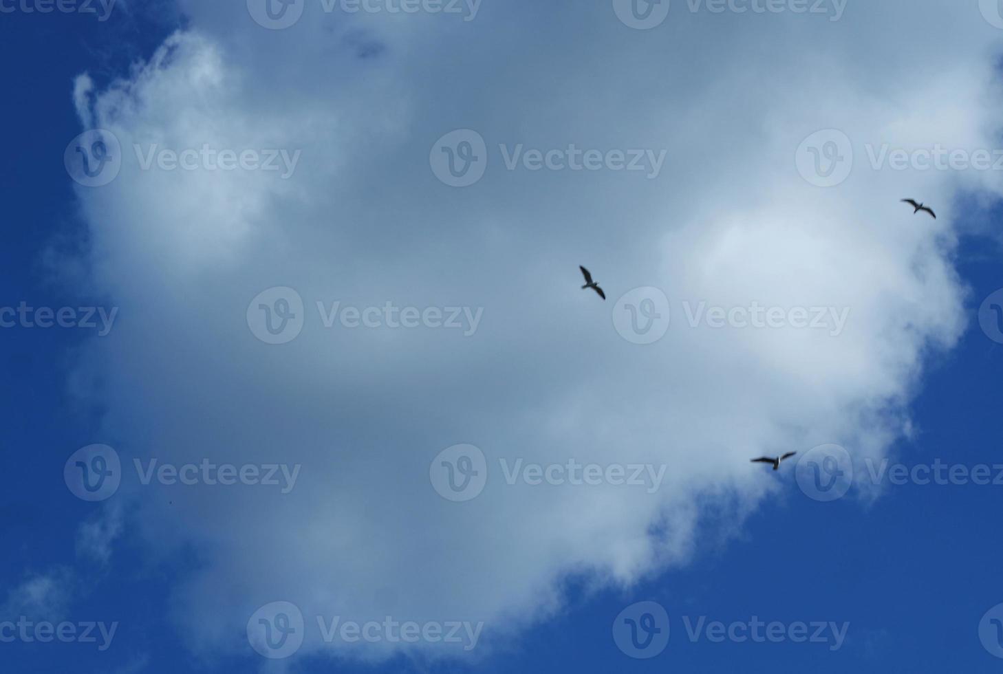 Cute Water Birds at The Lake of Public Park of Luton England UK photo