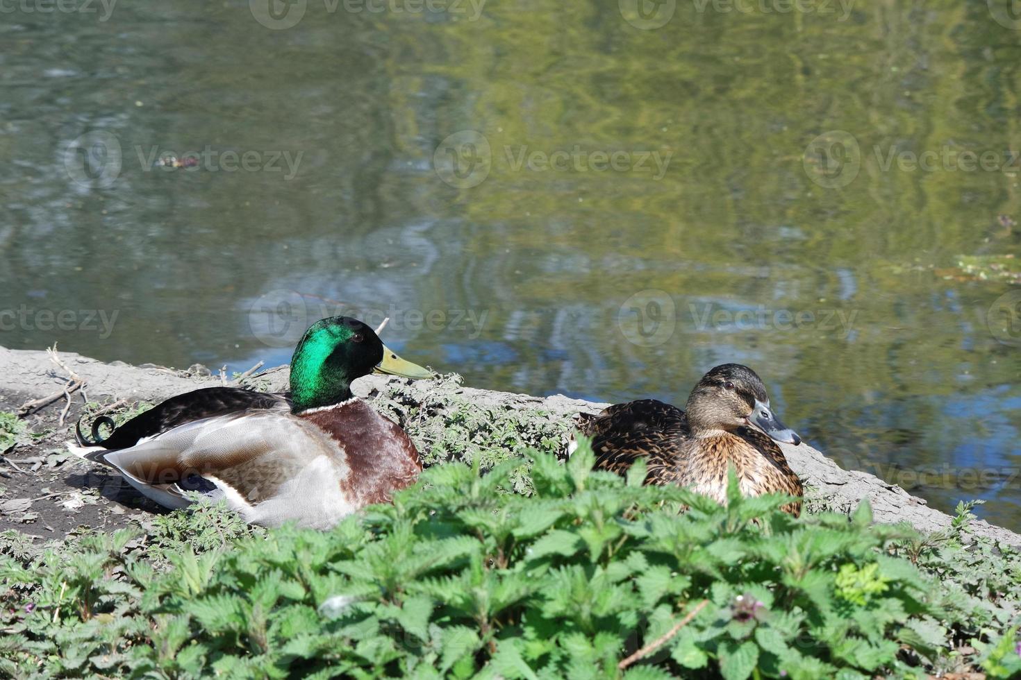 Cute Water Birds at The Lake of Public Park of Luton England UK photo