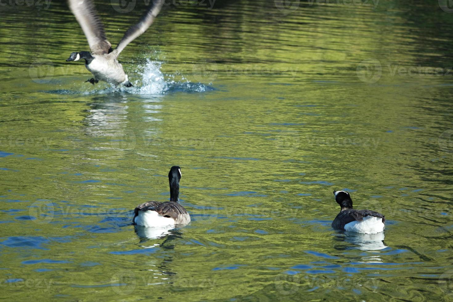 Cute Water Birds at The Lake of Public Park of Luton England UK photo
