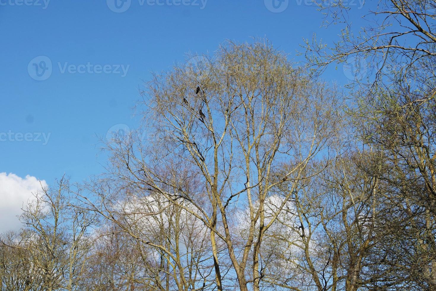 Low Angle View of Local Public Park and Beautiful Trees a Clear and Cold Day of 24-March-2023 at Luton Town of England UK. photo