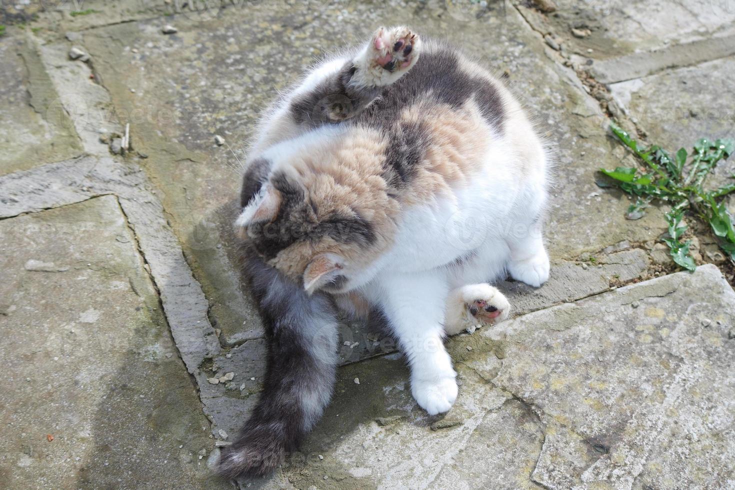 Cute cat is posing at home's garden photo