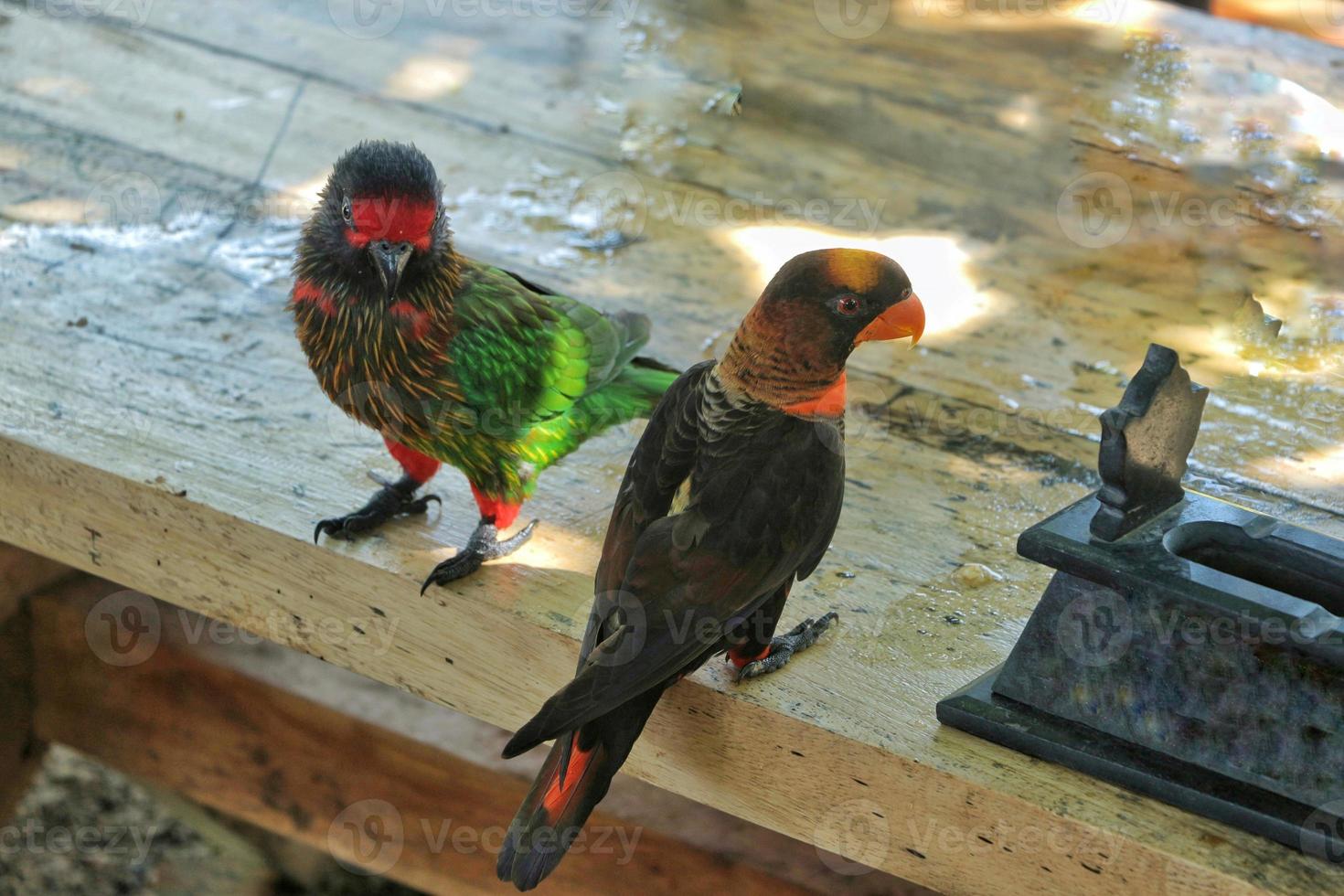 The aru bird comes from the aru islands of Papua New Guinea and South Papua which is given the Latin name 'Chalcopsitta Scintillata' photo