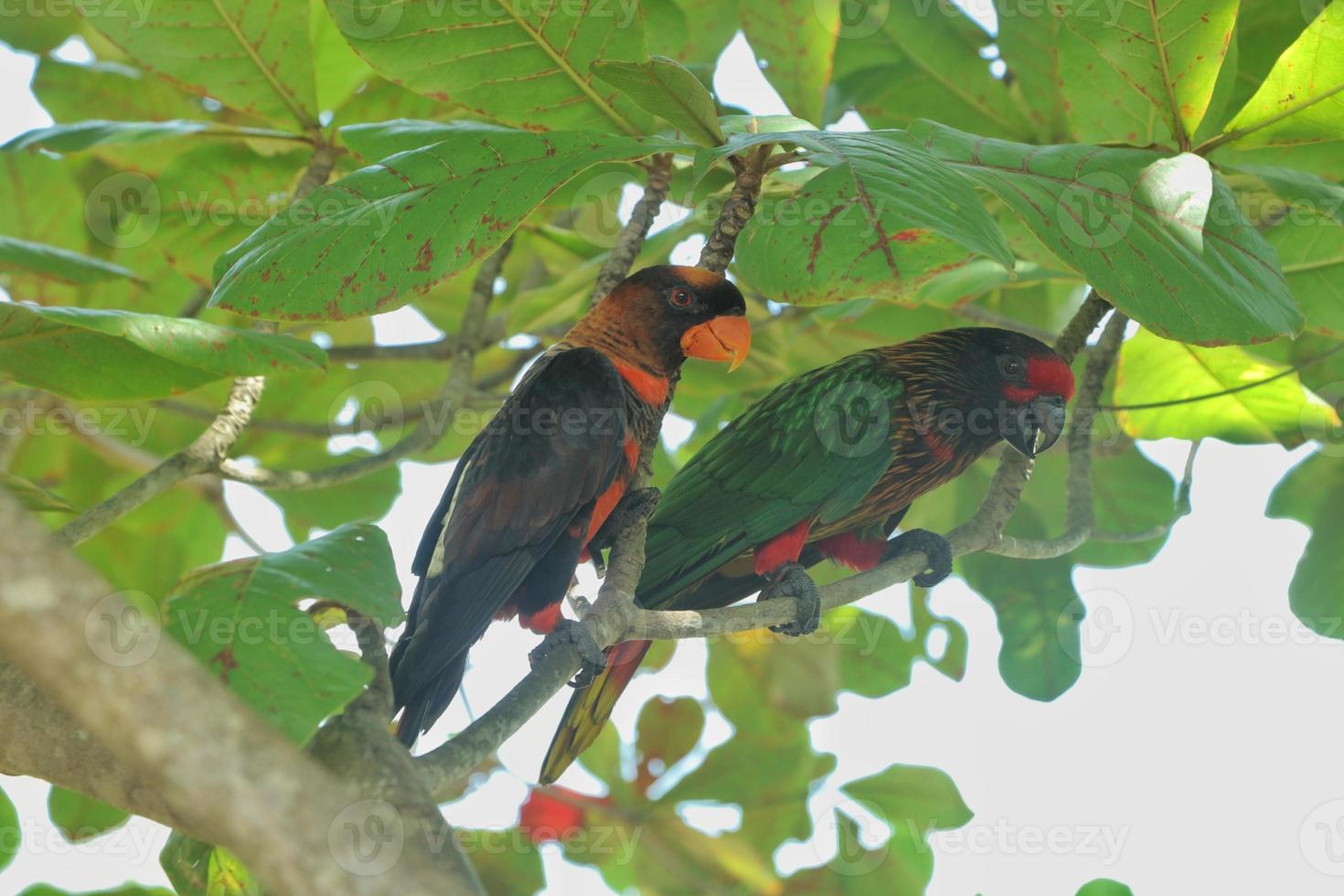 Loriini are a family of small to medium sized arboreal parrots photo