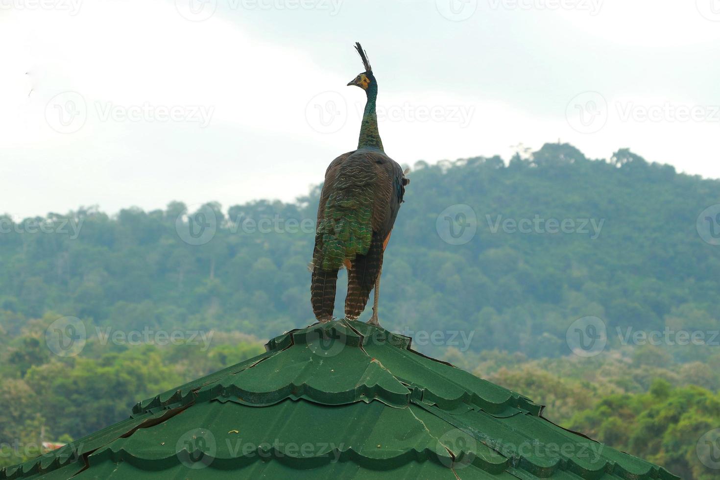 beautiful peacock perched on the roof of a green gazebo on a blur background photo