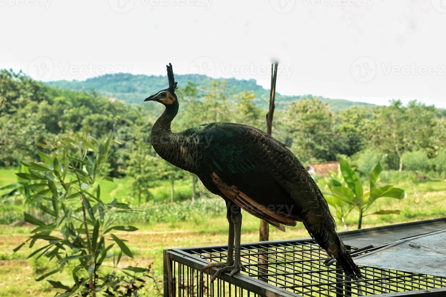 a peacock in the wild with hills in the background photo