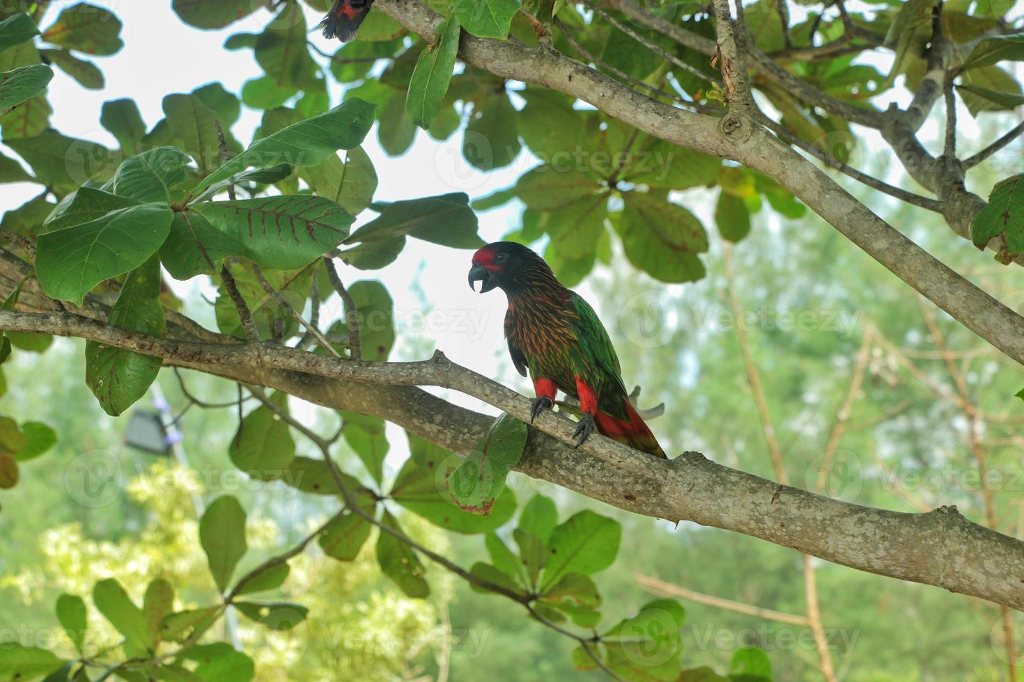 nature free life parrot chirping perched on a log photo