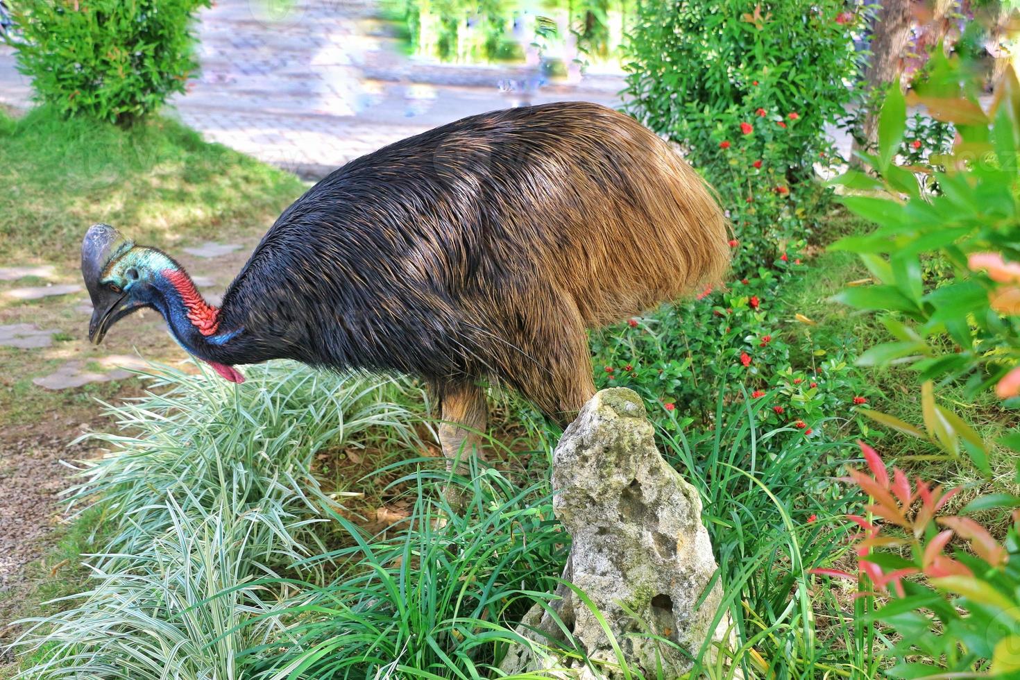 Cassowary is one of two genera of birds in the family Casuariidae photo