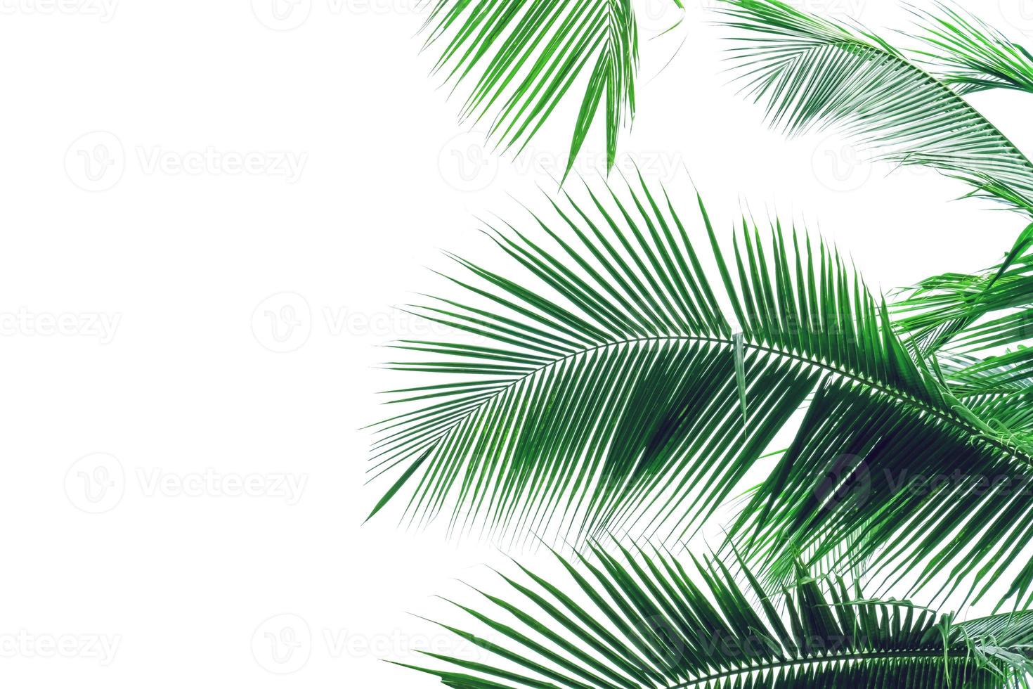 árbol de coco de hoja aislado sobre fondo blanco, patrón de hojas verdes foto