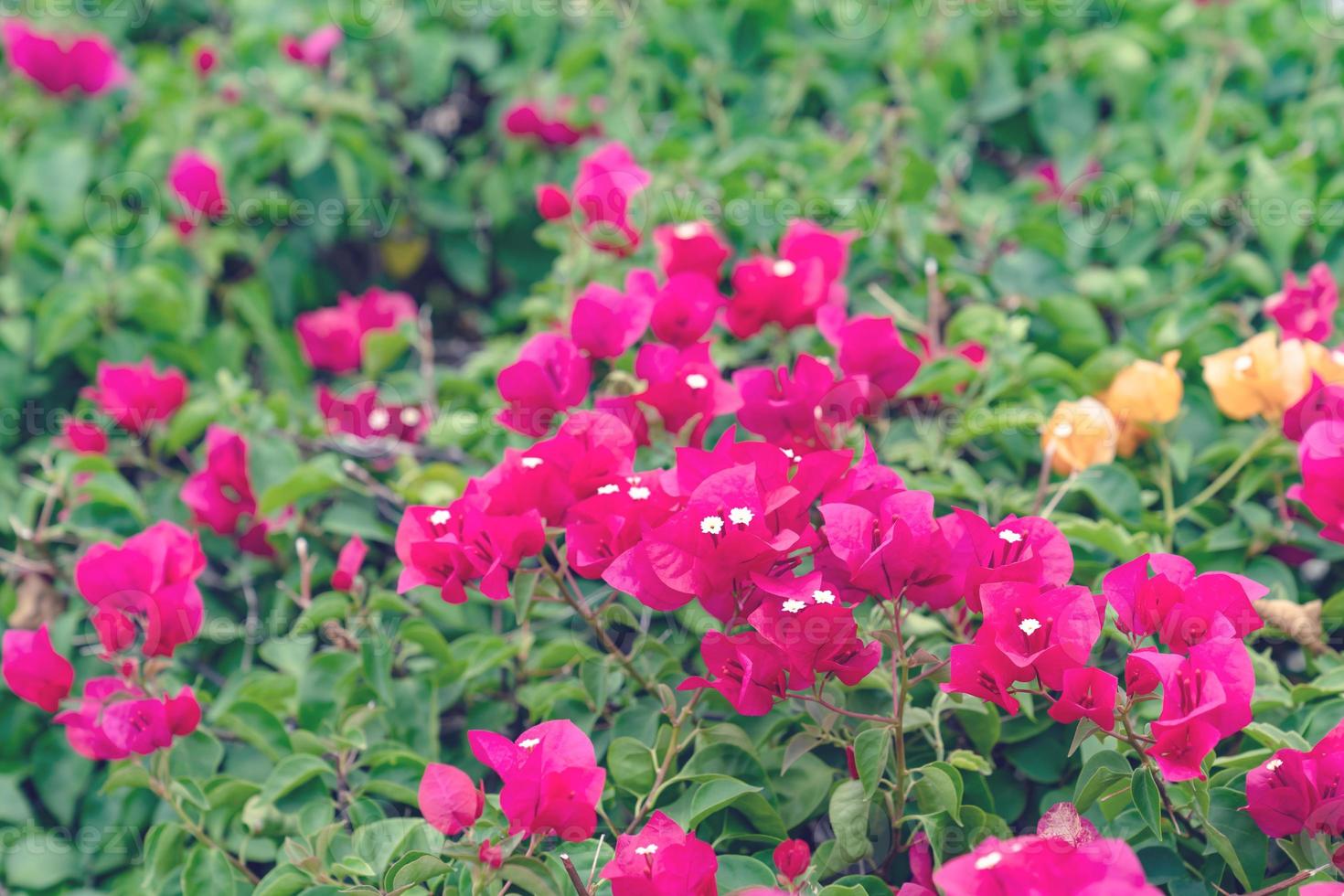 beautiful Bougainvillea flower for wallpaper texture and background photo