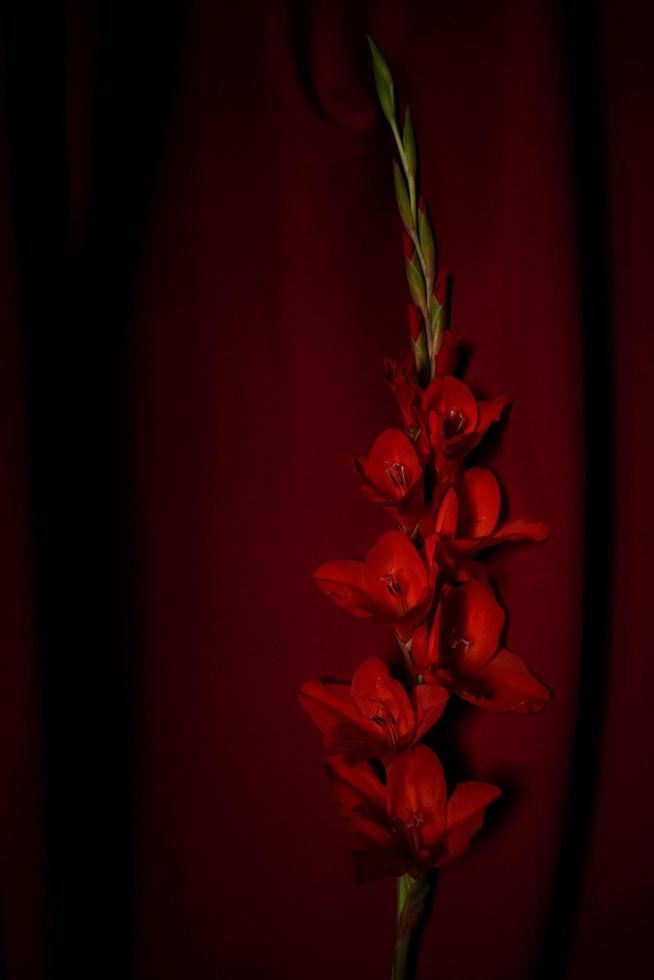 Red Flower on Red Background photo