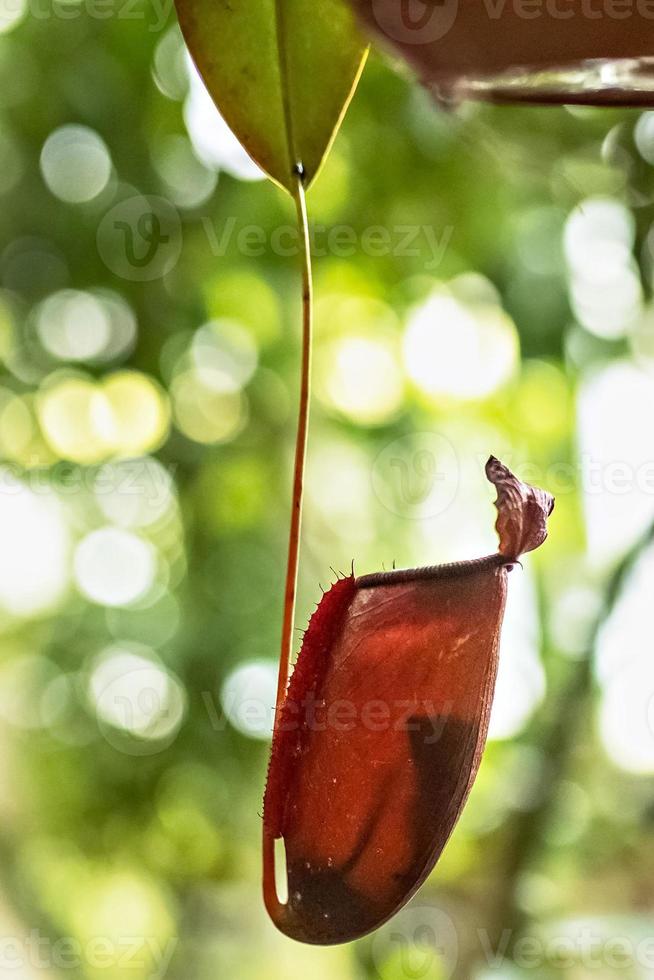Nepenthes tropical carnivore plant. Plant nepenthes in the greenhouse of the Botanical garden photo