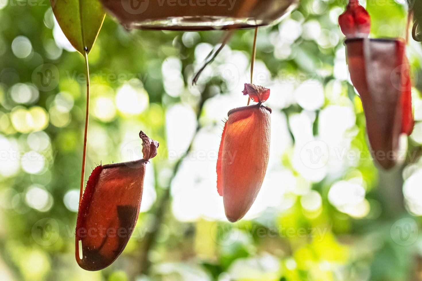 Nepenthes tropical carnivore plant. Plant nepenthes in the greenhouse of the Botanical garden photo