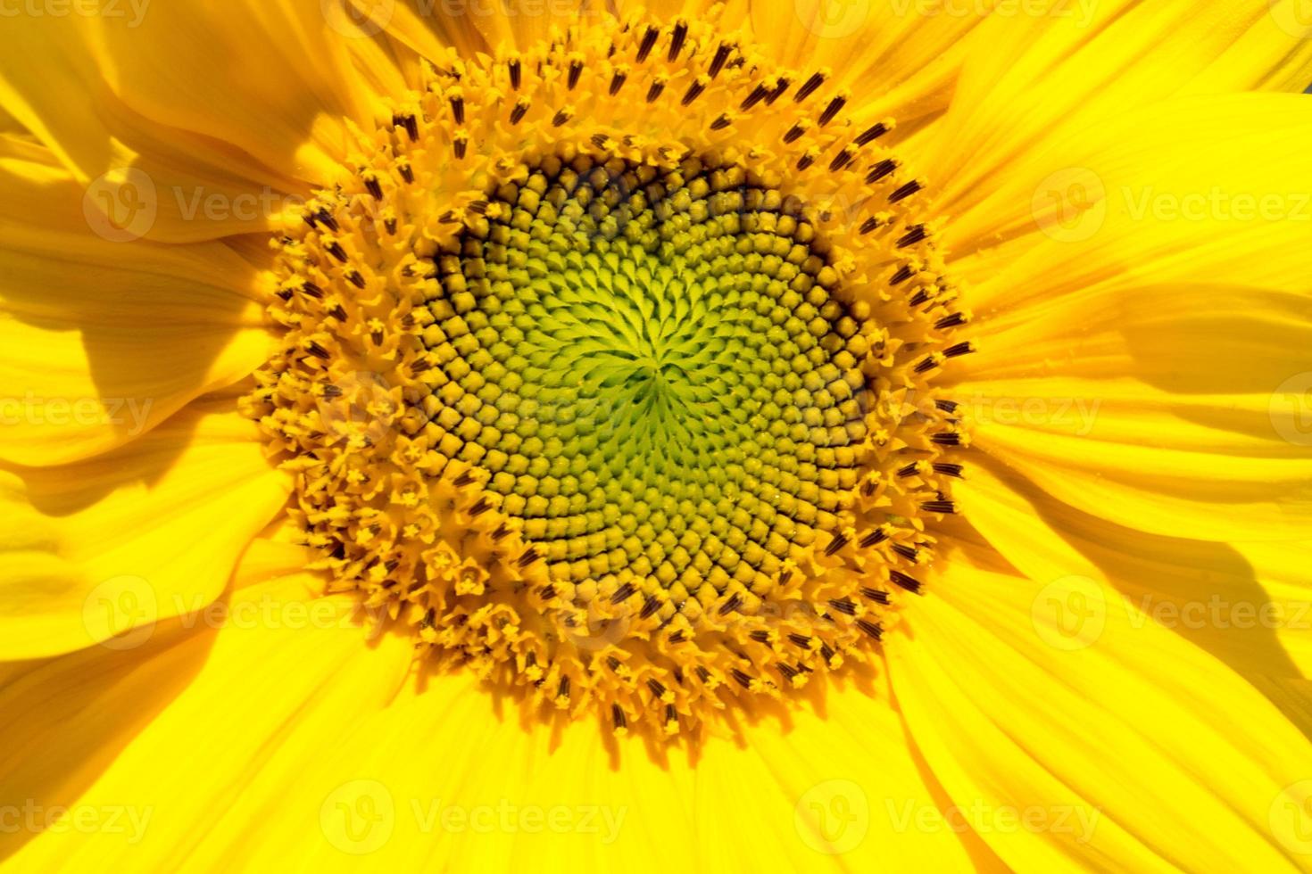 Sunflower head closeup. Beautiful pattern. Abstract natural background. Rustic backdrop for your design. Top view.Ukrainian symbol photo