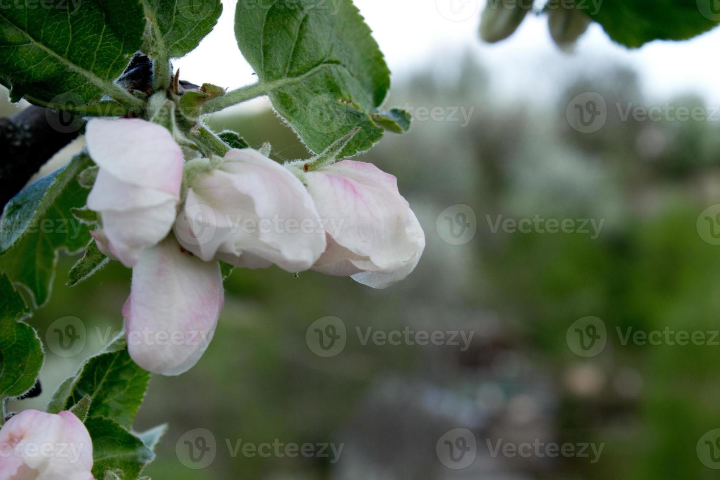 Pink and white apple blossom flowers on tree in springtime photo