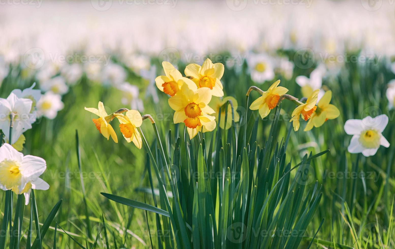 field of white and yellow daffodils in spring sunny day photo