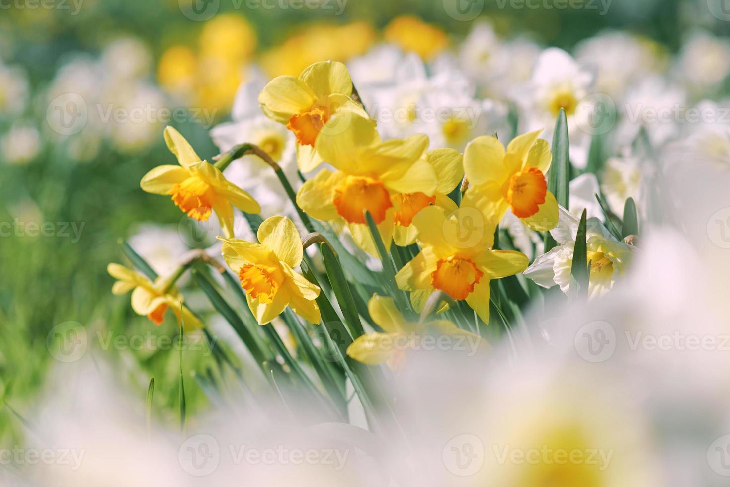 field of white and yellow daffodils in spring sunny day photo