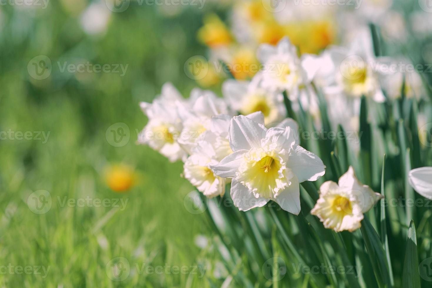 field of white and yellow daffodils in spring sunny day photo