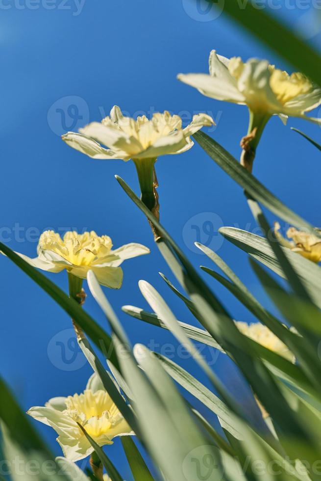 close up white and yellow daffodils in spring sunny day bottom view, down point of shoot photo