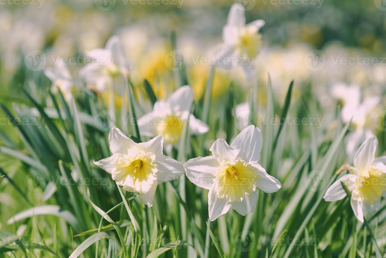 field of white and yellow daffodils in spring sunny day photo