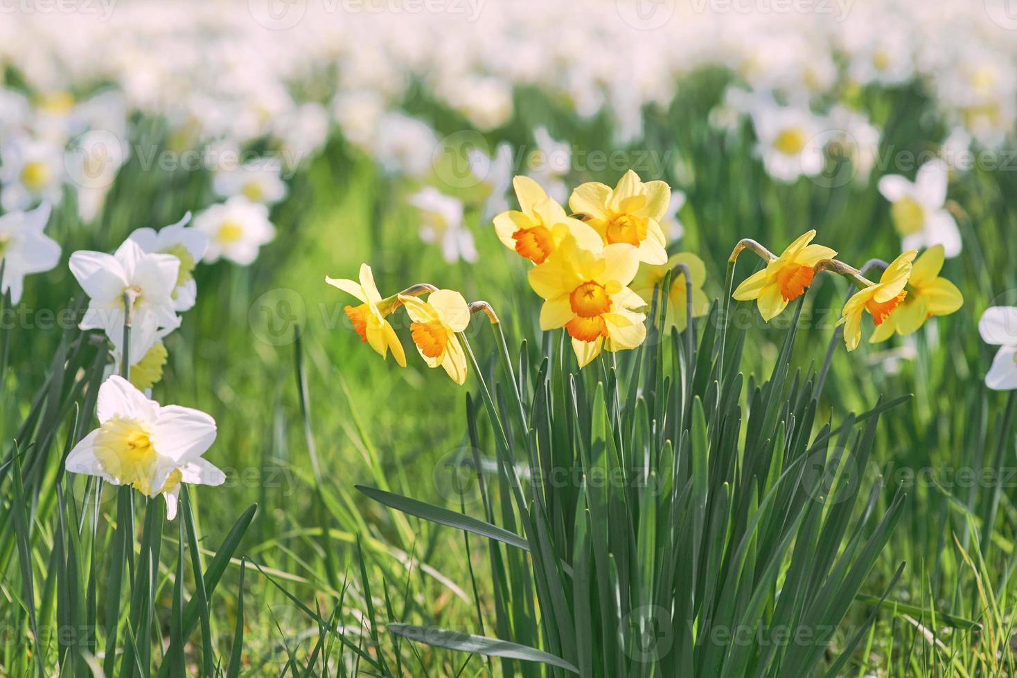 field of white and yellow daffodils in spring sunny day photo
