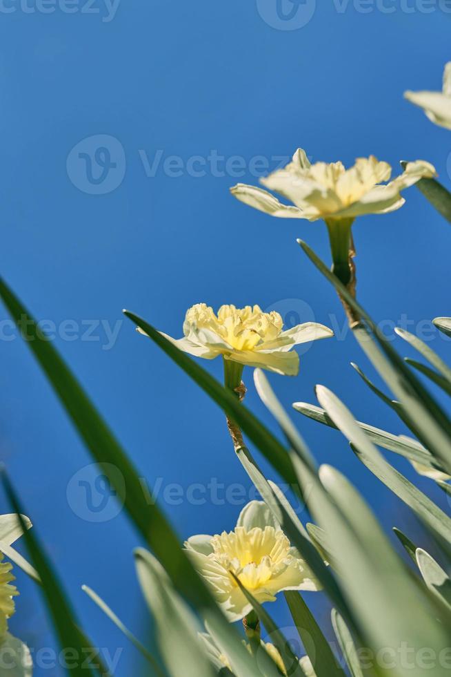 close up white and yellow daffodils in spring sunny day bottom view, down point of shoot photo