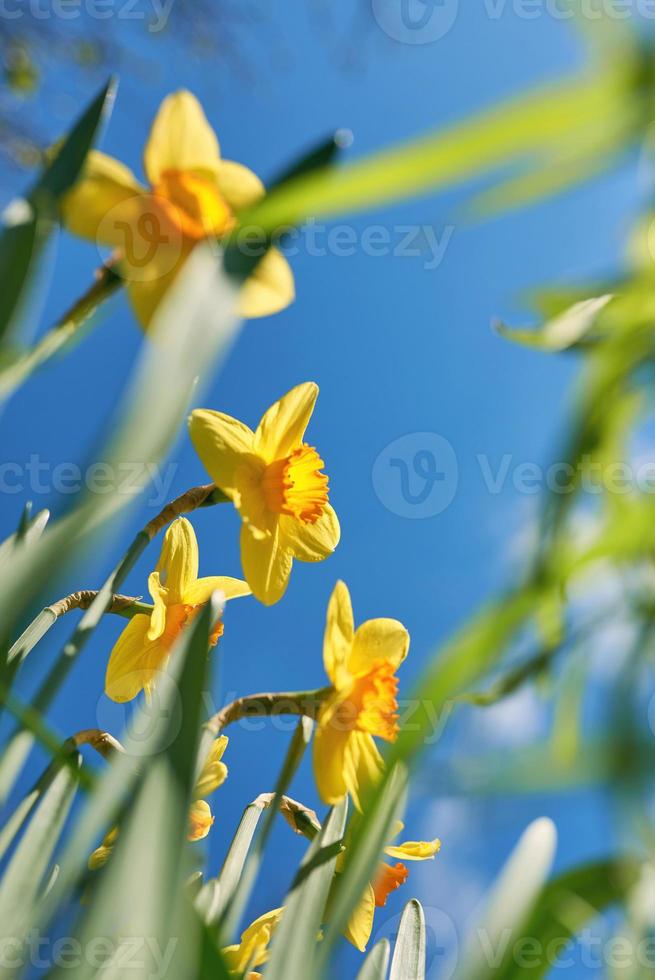 close up white and yellow daffodils in spring sunny day bottom view, down point of shoot photo