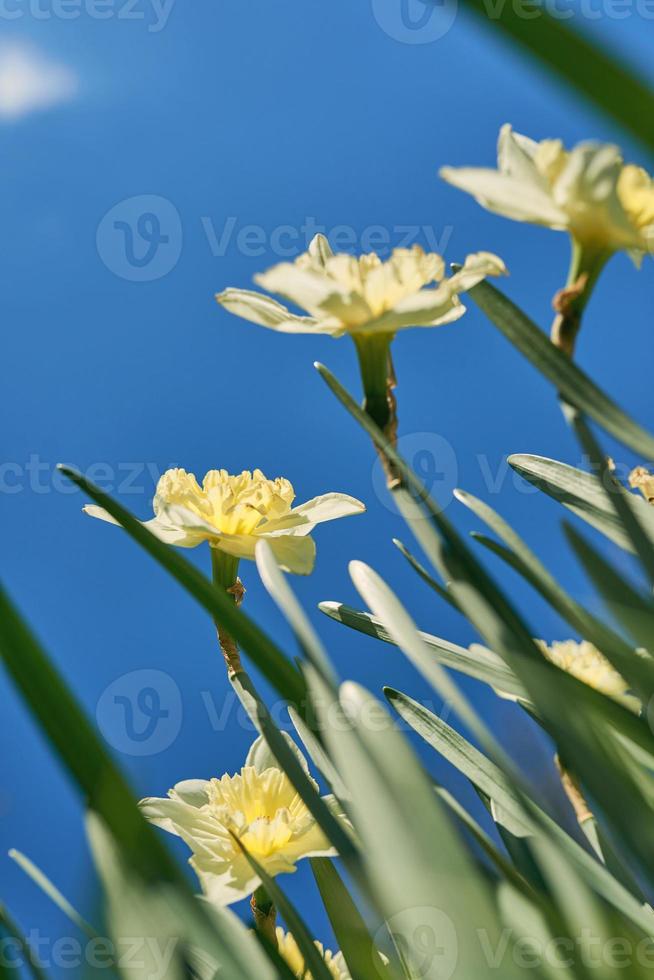 close up white and yellow daffodils in spring sunny day bottom view, down point of shoot photo