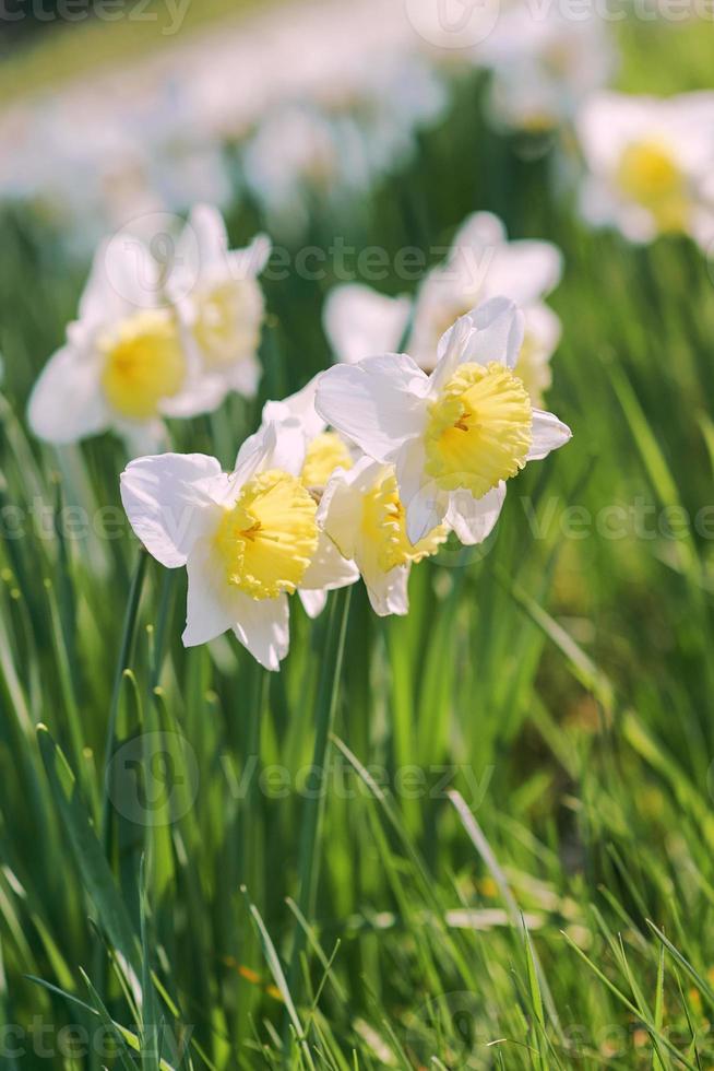 field of white and yellow daffodils in spring sunny day photo
