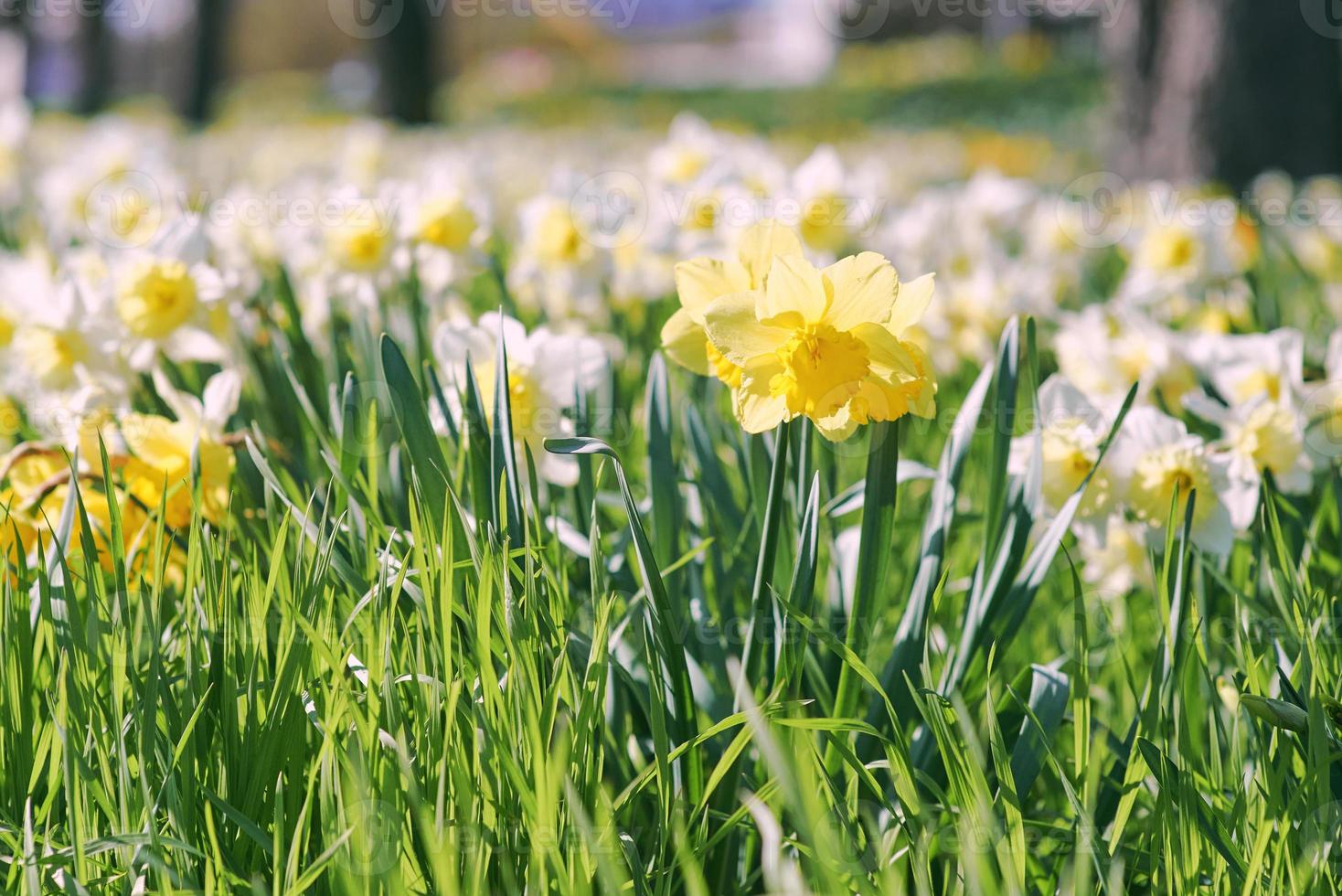 campo de blanco y amarillo narcisos en primavera soleado día foto