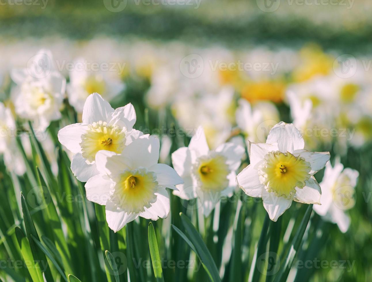 field of white and yellow daffodils in spring sunny day photo
