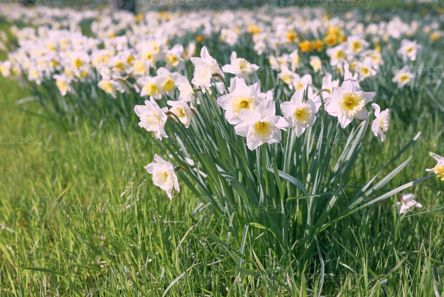 campo de blanco y amarillo narcisos en primavera soleado día foto