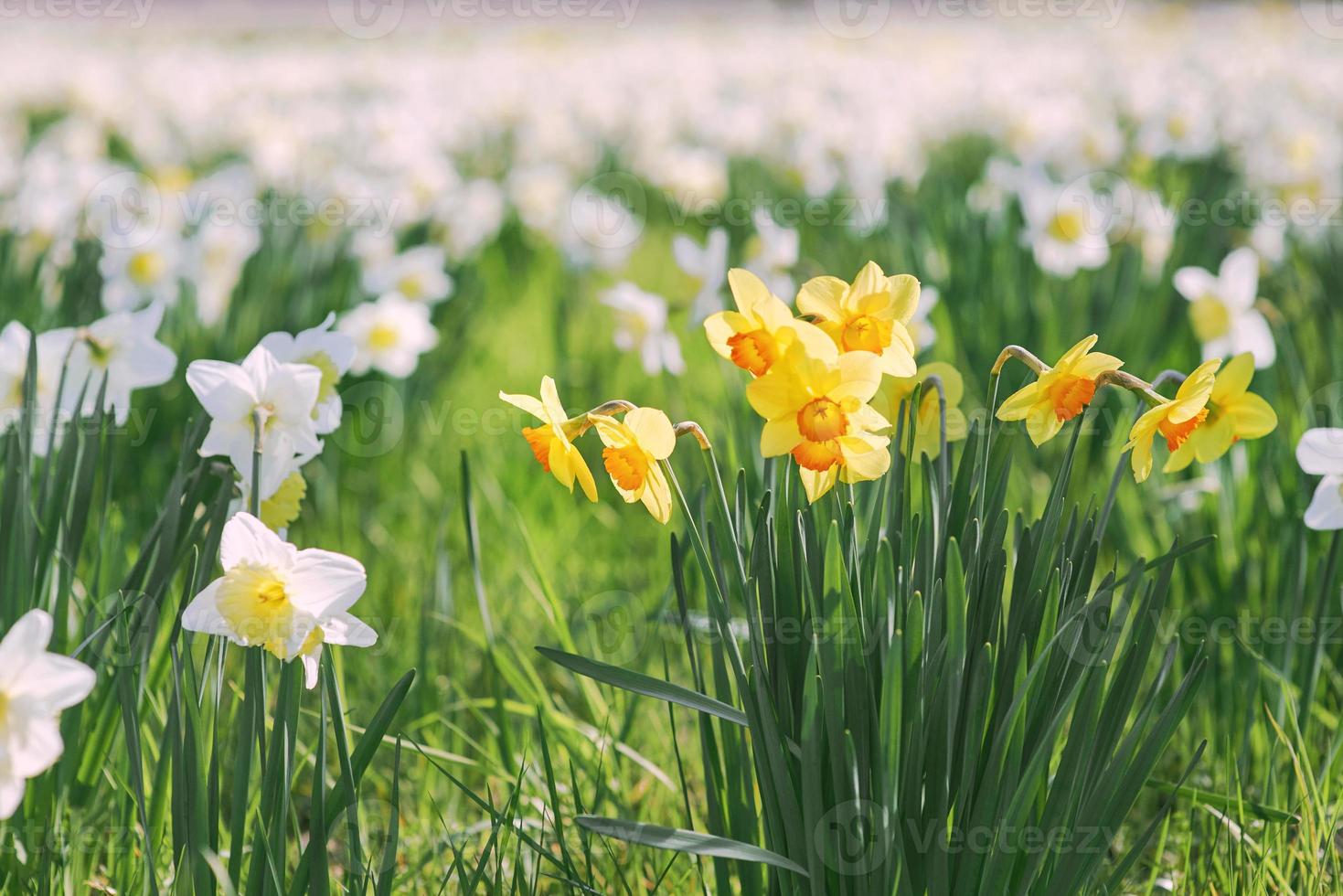 field of white and yellow daffodils in spring sunny day photo