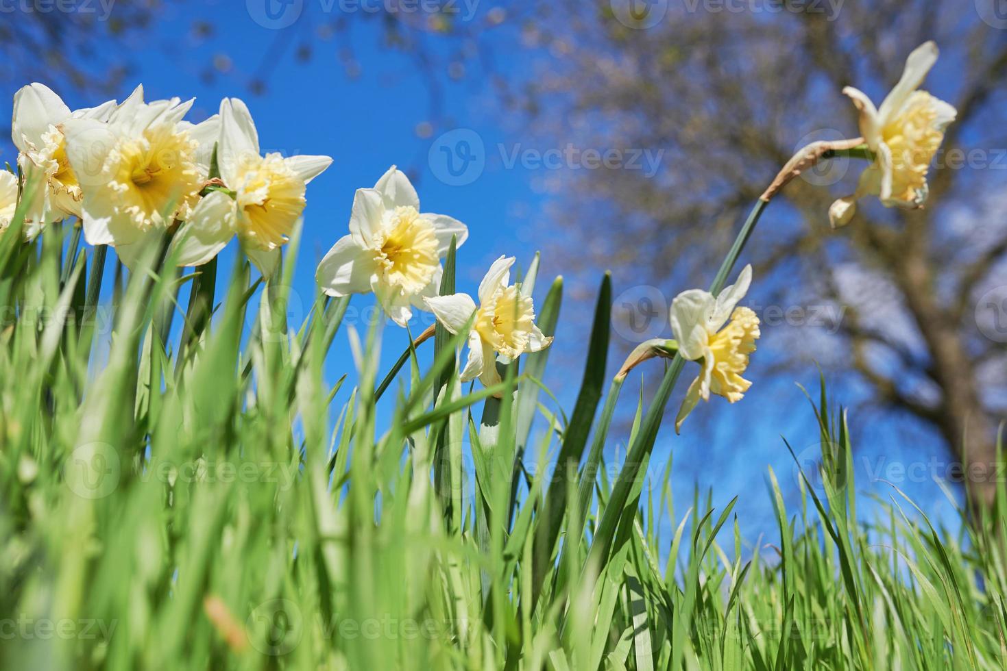 close up white and yellow daffodils in spring sunny day bottom view, down point of shoot photo