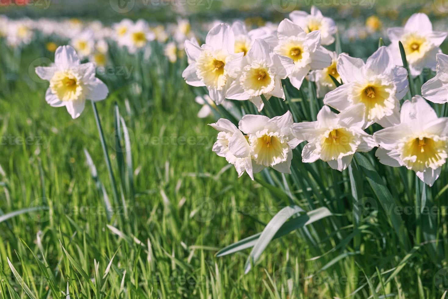 field of white and yellow daffodils in spring sunny day photo