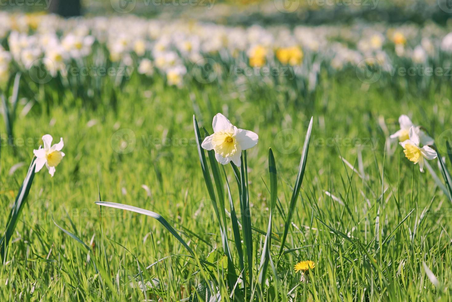 field of white and yellow daffodils in spring sunny day photo