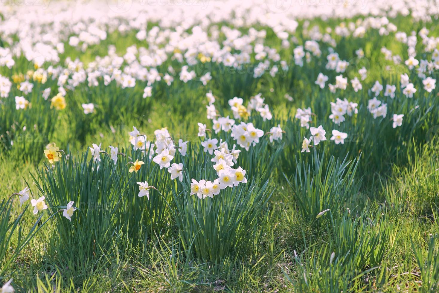 field of white and yellow daffodils in spring sunny day photo