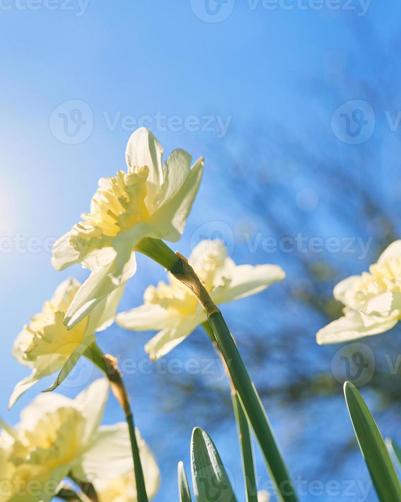 close up white and yellow daffodils in spring sunny day bottom view, down point of shoot photo