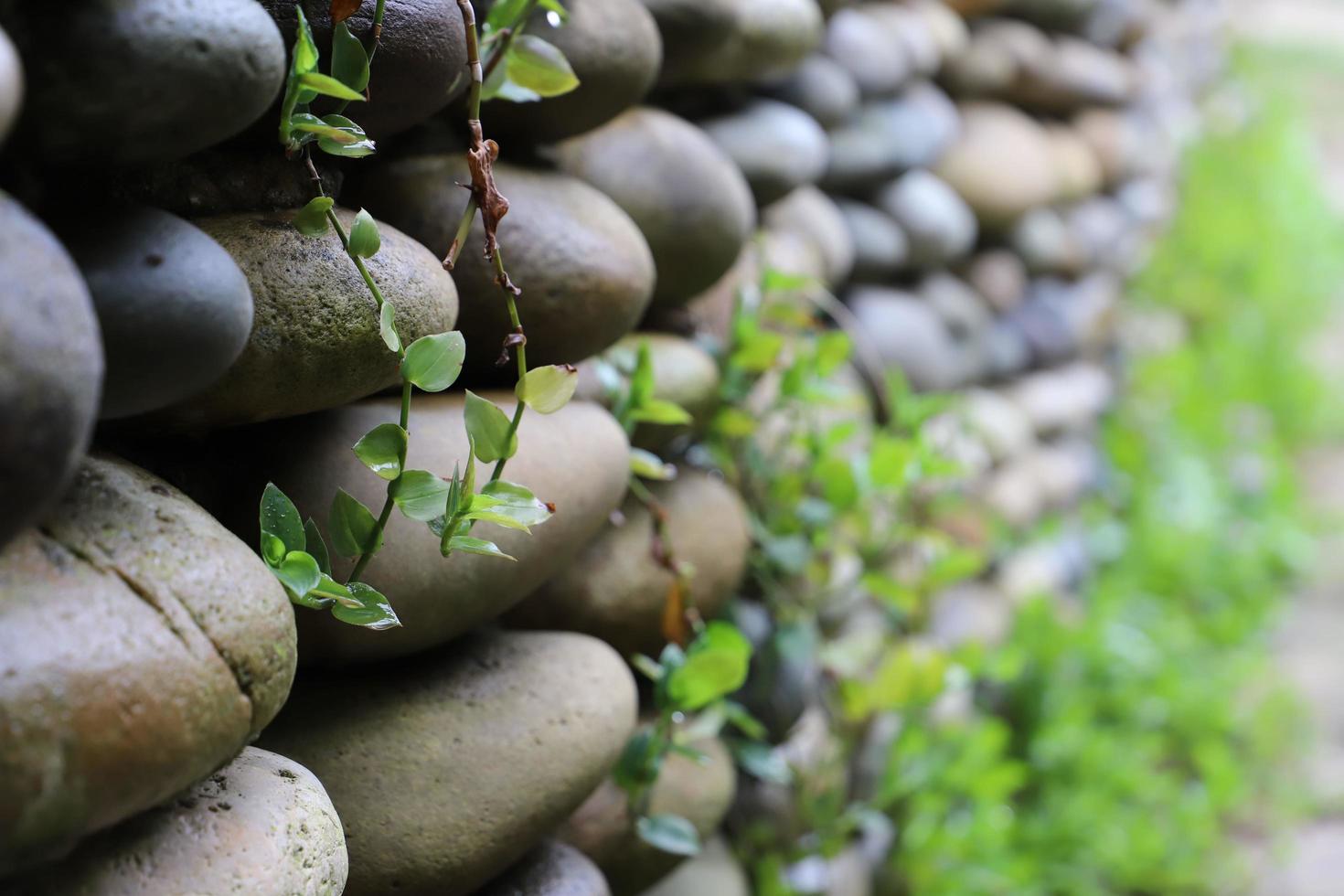 hecho a mano pared de el plano río piedras en diferente sombras de gris cubierto con verde alpinismo plantas en temprano primavera. desenfocado. foto