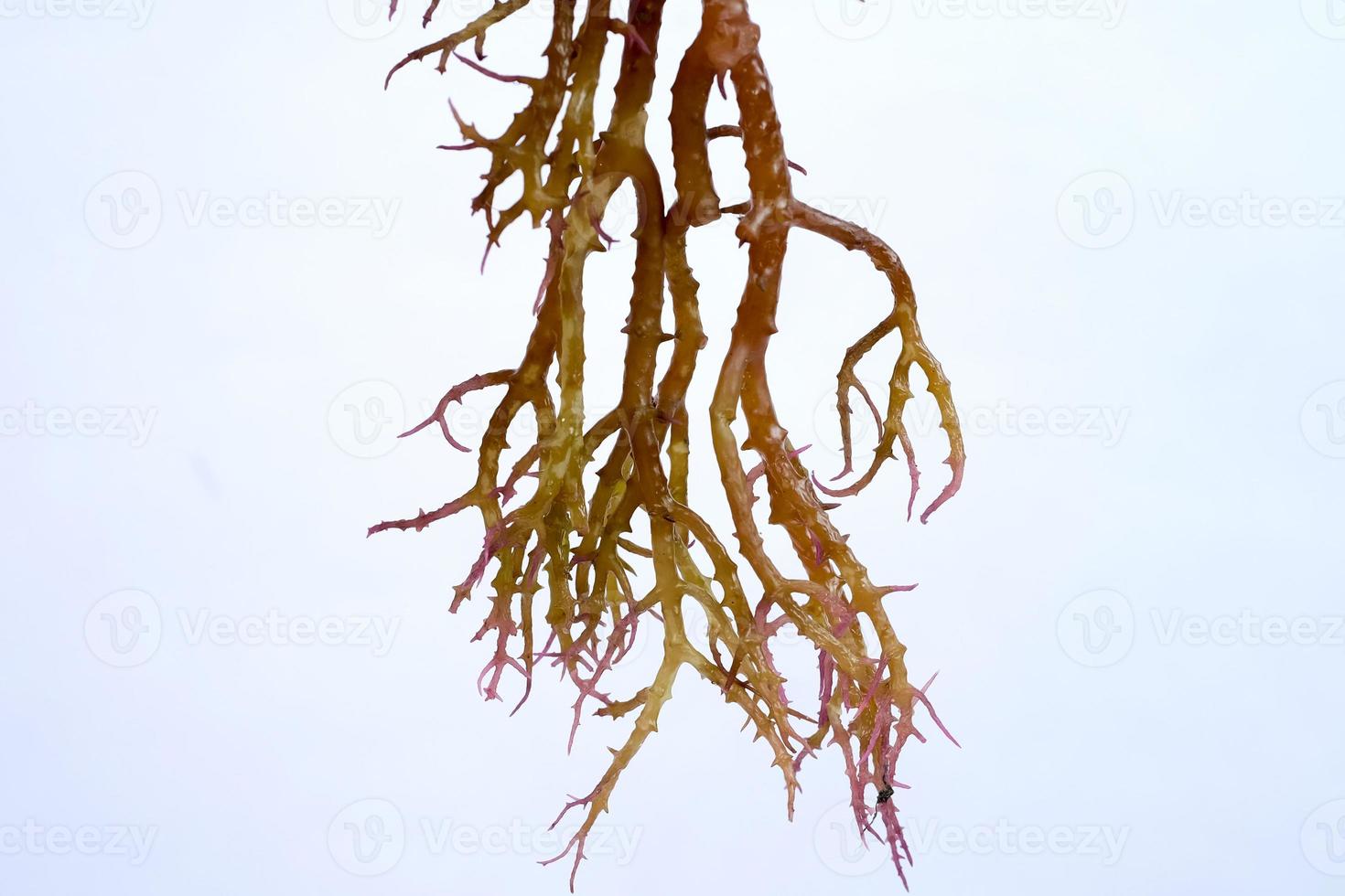 Fresh Graciillaria Spp seaweed isolated on white background photo