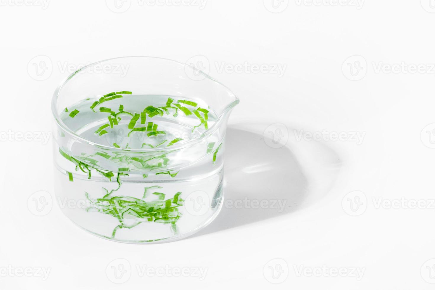 organic cosmetics, natural cosmetics, biofuels, algae. Natural green laboratory. Experiments. Laboratory cup with green plants on a light background. photo