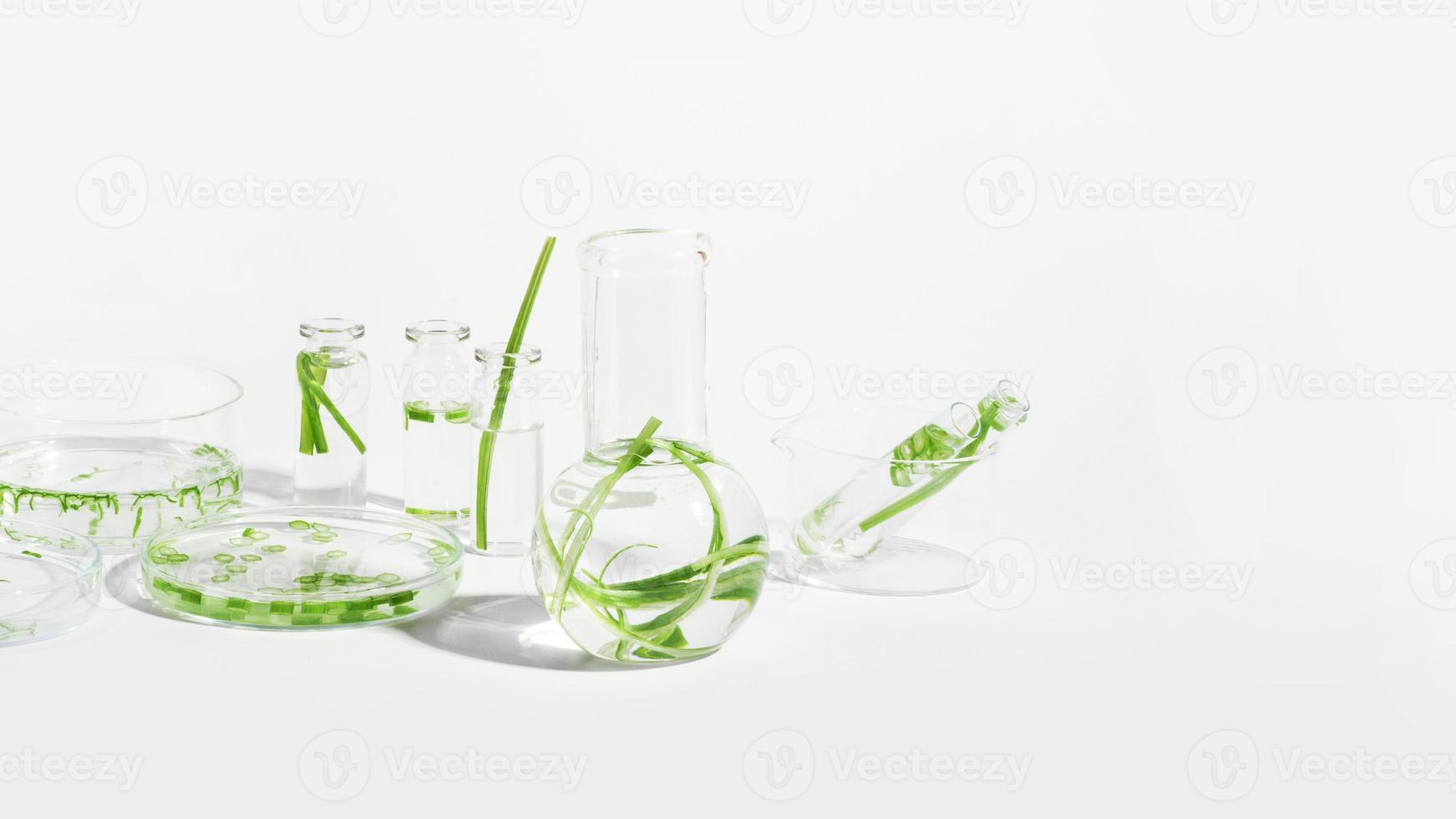 organic cosmetics, natural cosmetics, biofuels, algae. Natural green laboratory. Experiments. Laboratory glassware and containers with green plants on a light background. photo