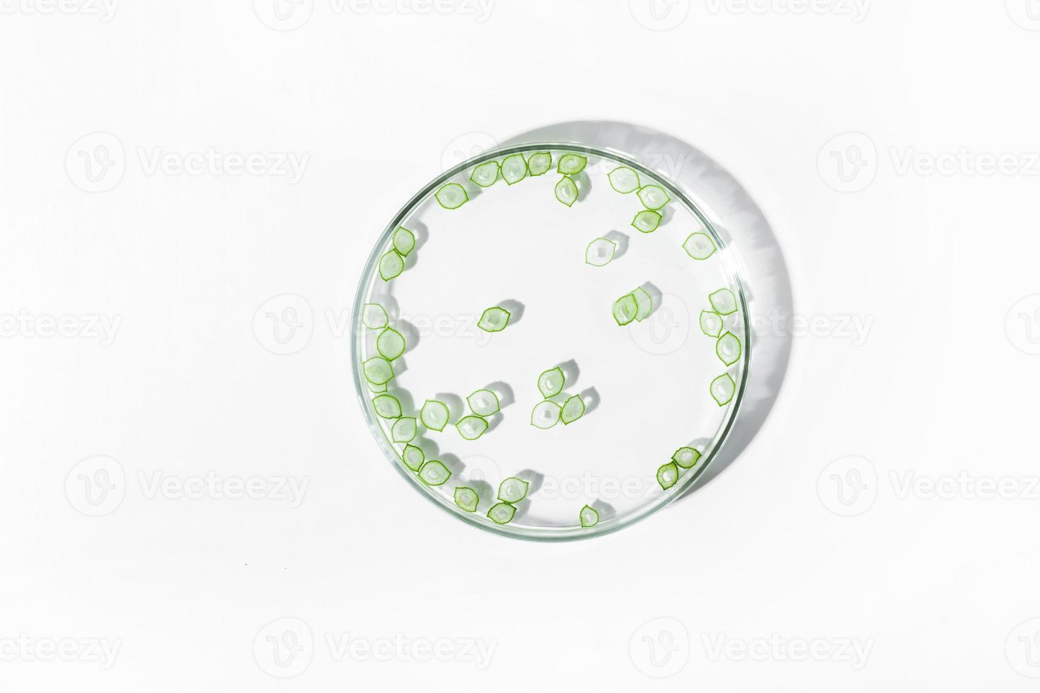 organic cosmetics, natural cosmetics, biofuels, algae. Natural green laboratory. Experiments. Petri dish with green plants on a light background. photo