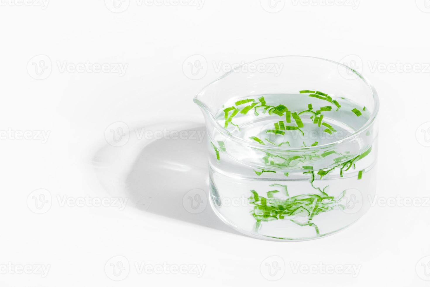 organic cosmetics, natural cosmetics, biofuels, algae. Natural green laboratory. Experiments. Laboratory cup with green plants on a light background. photo