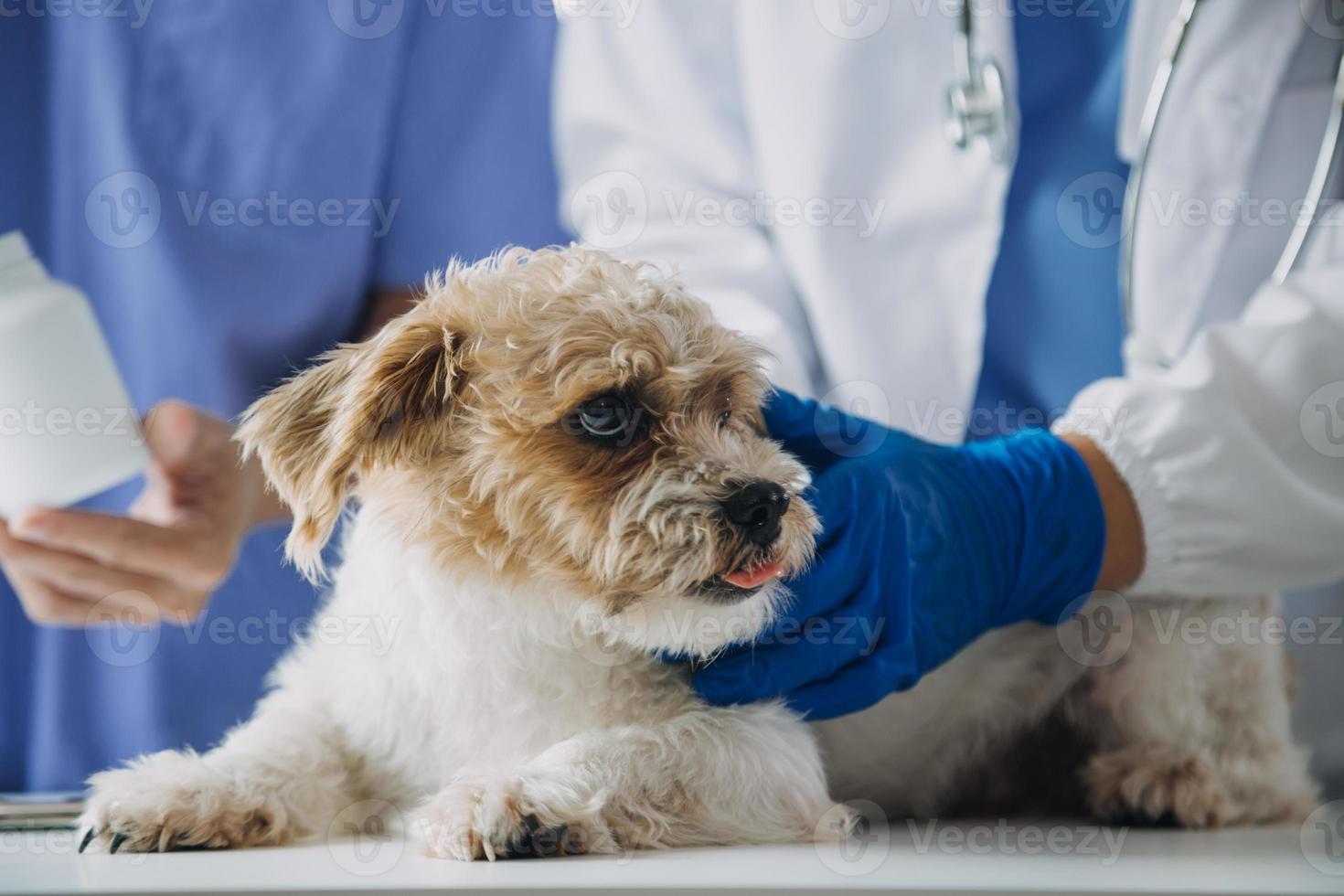 Vet examining dog and cat. Puppy and kitten at veterinarian doctor. Animal clinic. Pet check up and vaccination. Health care. photo